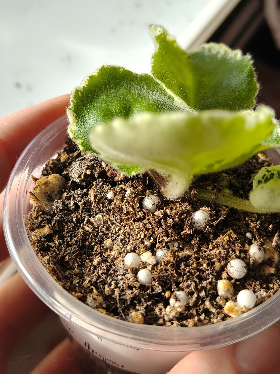 Ржавчина на поверхности грунта.