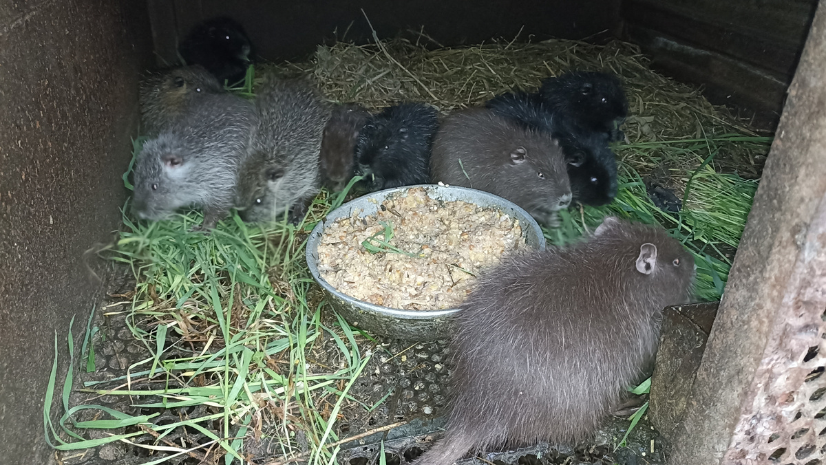 Питание НУТРИЙ в летний период