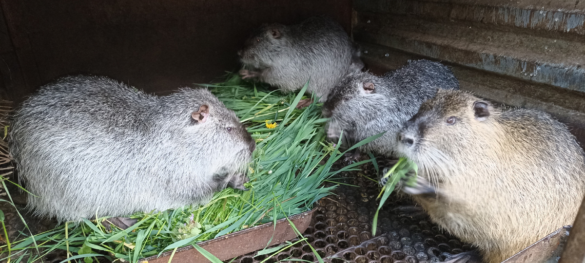 Нутрии с удовольствием едят траву!