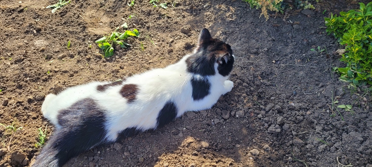 Лучшее место, чтобы вываляться в земле