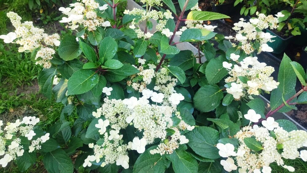 Цветение ИНФИНИТИ в моем саду в Московской области