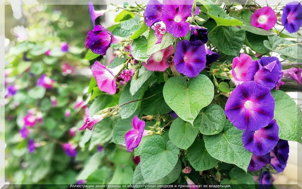 . Ипомея трехцветная