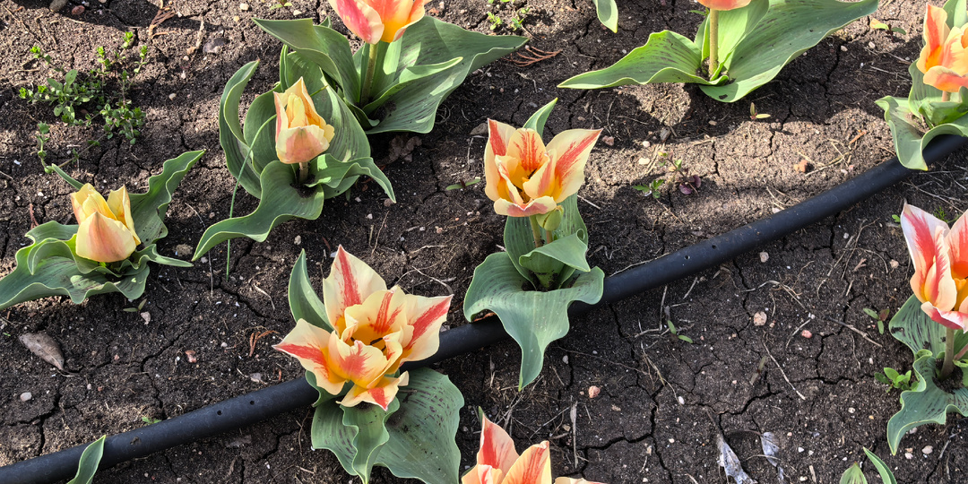 Необычные магнолии и тюльпаны в Новом Херсонесе. Севастополь