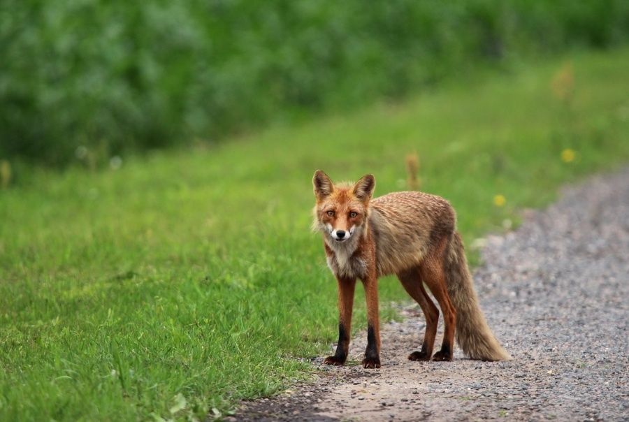     Вакцинация с неба: в Минской области начинают разбрасывать приманки для диких животных