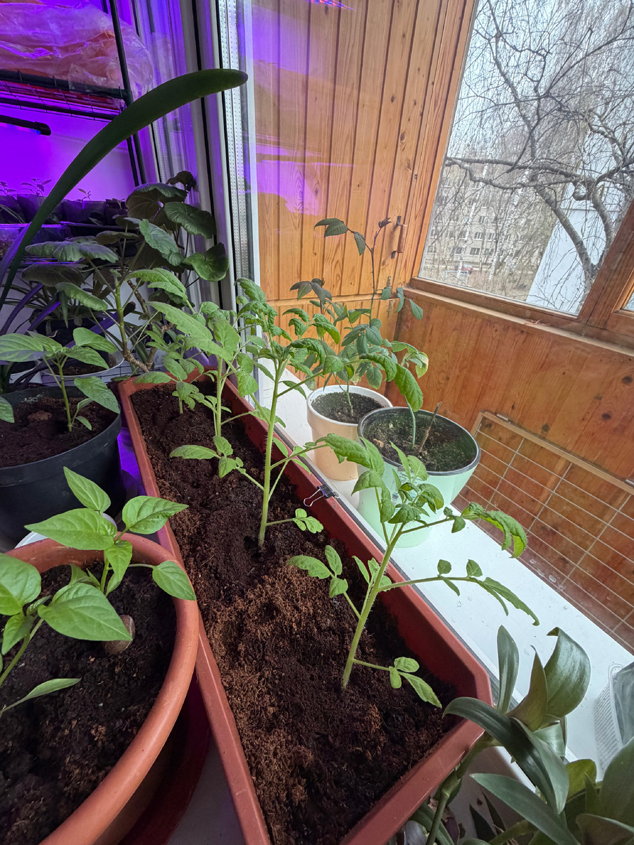 Томаты Пуговка