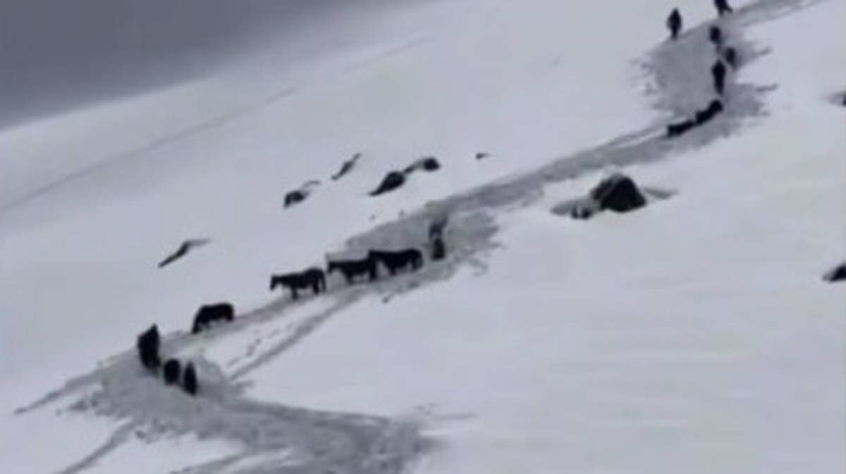    Фото: Telegram/360.ru