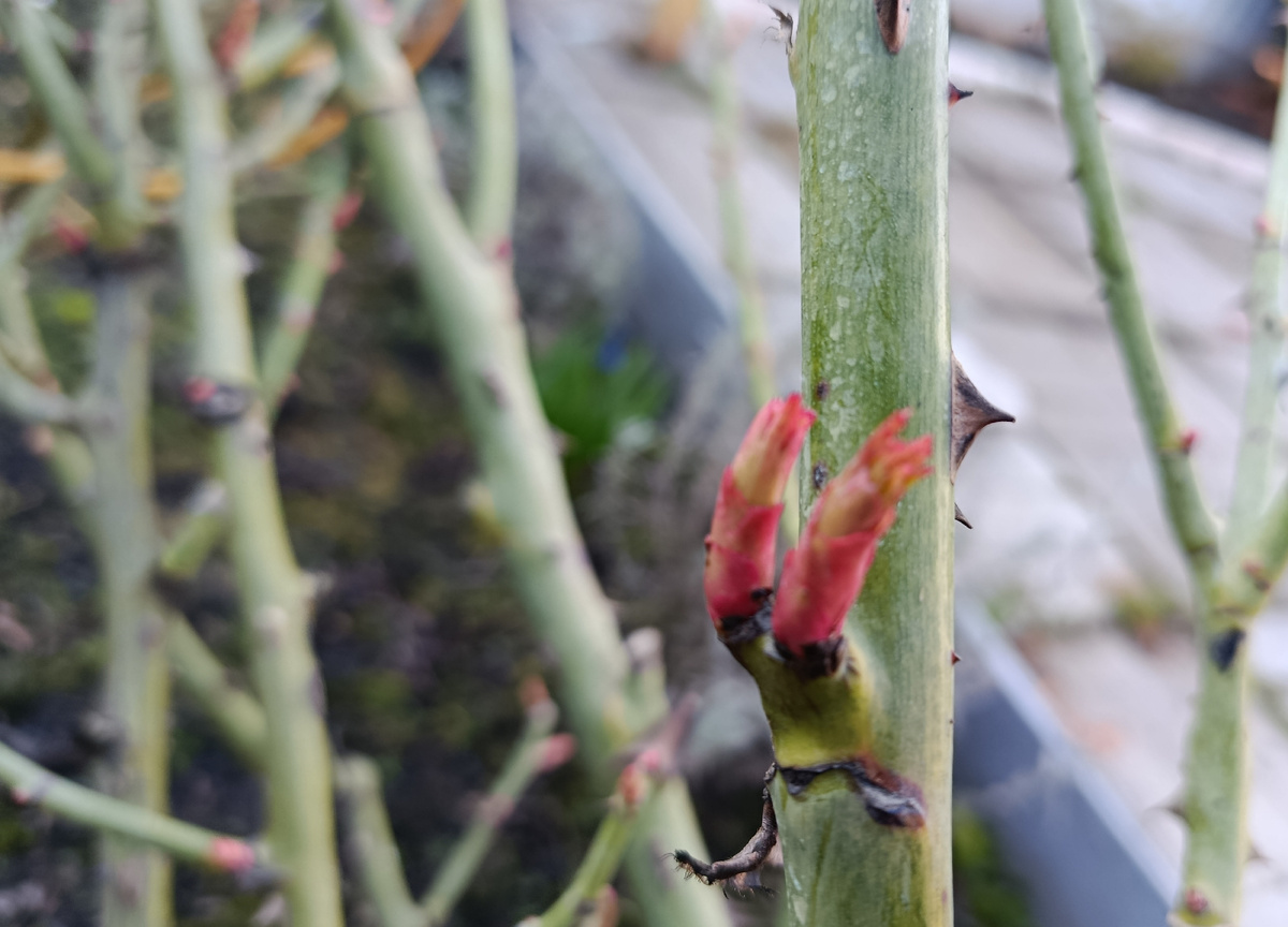 Два побега. Фото автора 