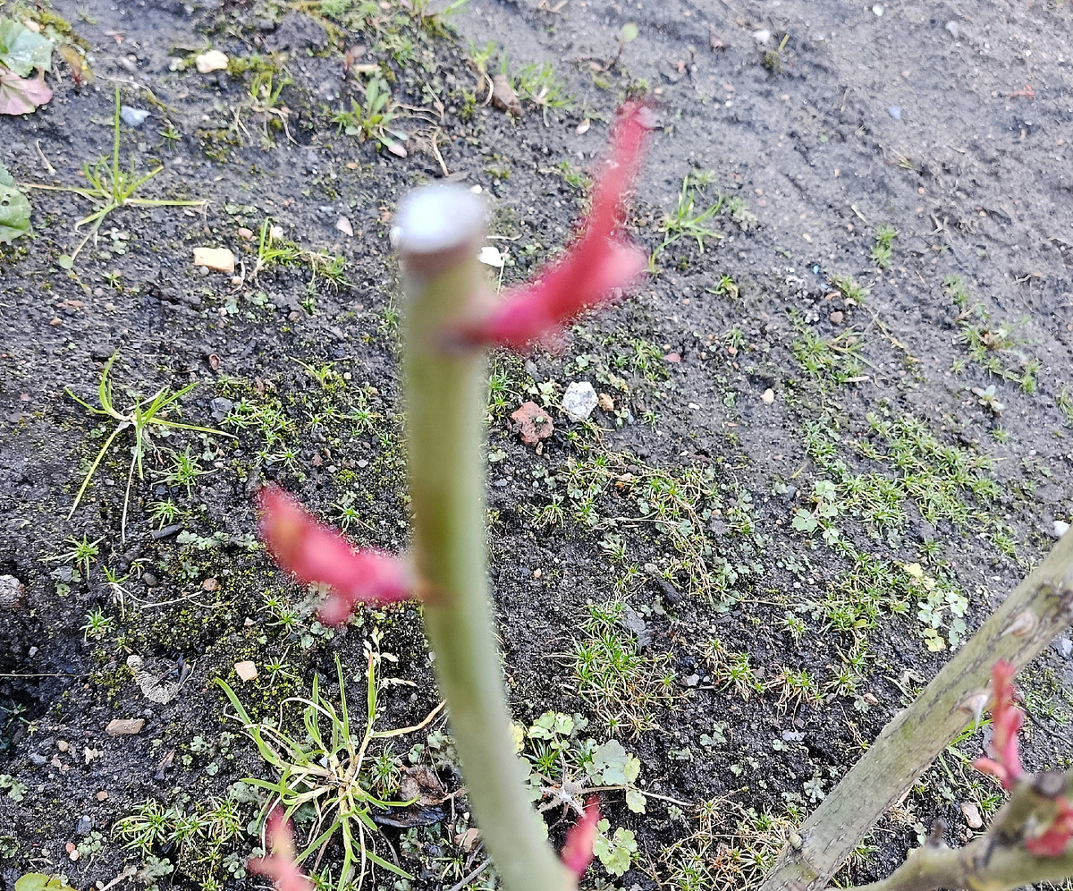 "Правильные"  побеги. Фото автора 