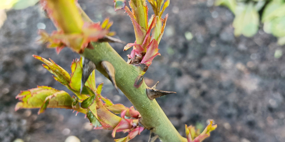 Лишние побеги на розах весной. Почему их необходимо удалить?