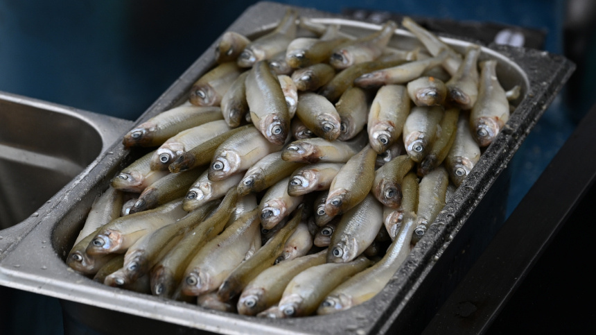    Фото: © РИА Новости/Виталий Аньков; 5-tv.ru