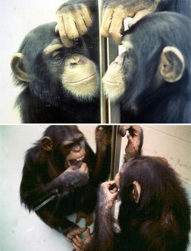     Примеры спонтанного исследования шимпанзе с помощью зеркала обычно невидимых частей тела James R. Anderson, Gordon G. Gallup Jr. / Primates, 2015