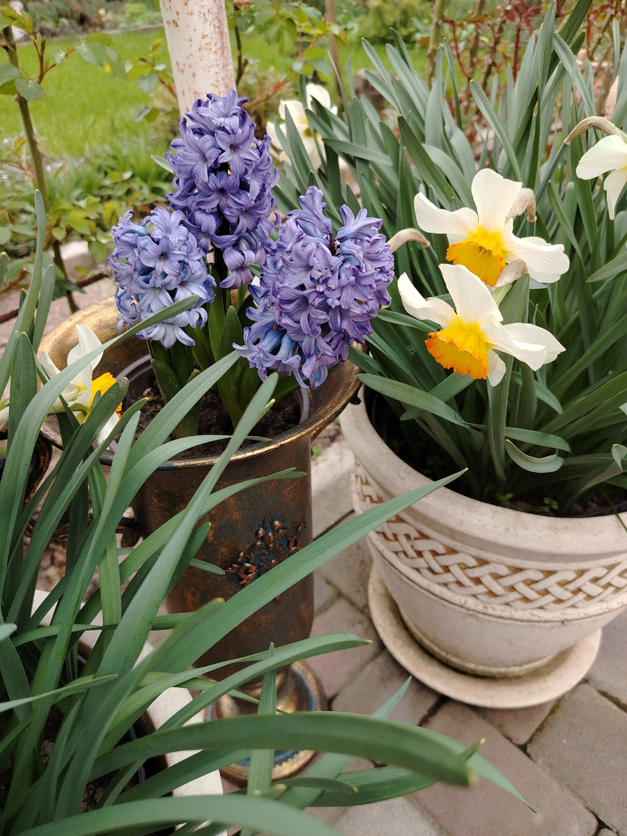 Нарцисс Flower Record и гиацинт Delfts Blauw стареющий. 