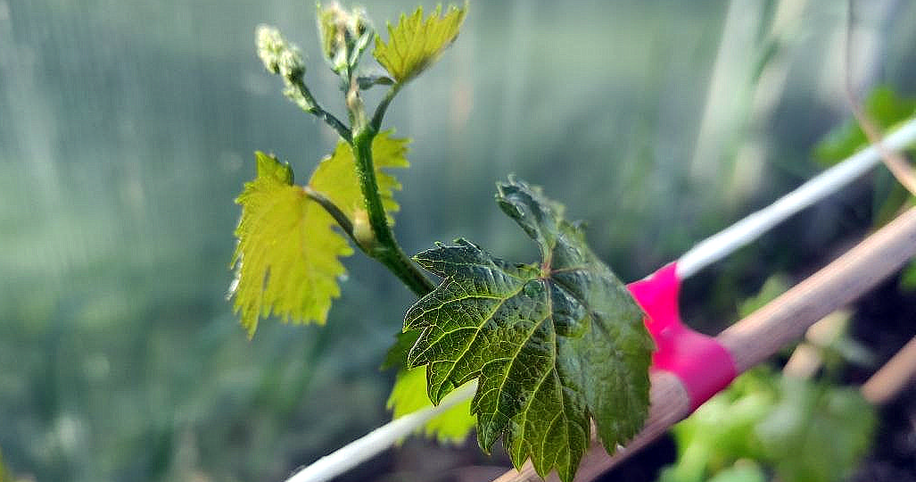 Весна, тепло – открывать или нет виноградник?