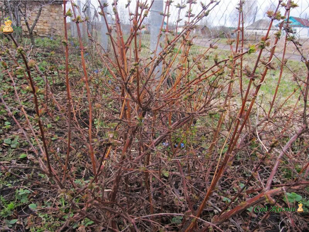 Жимолость редко требует вмешательства — иногда лучше не мешать, чем «помогать»