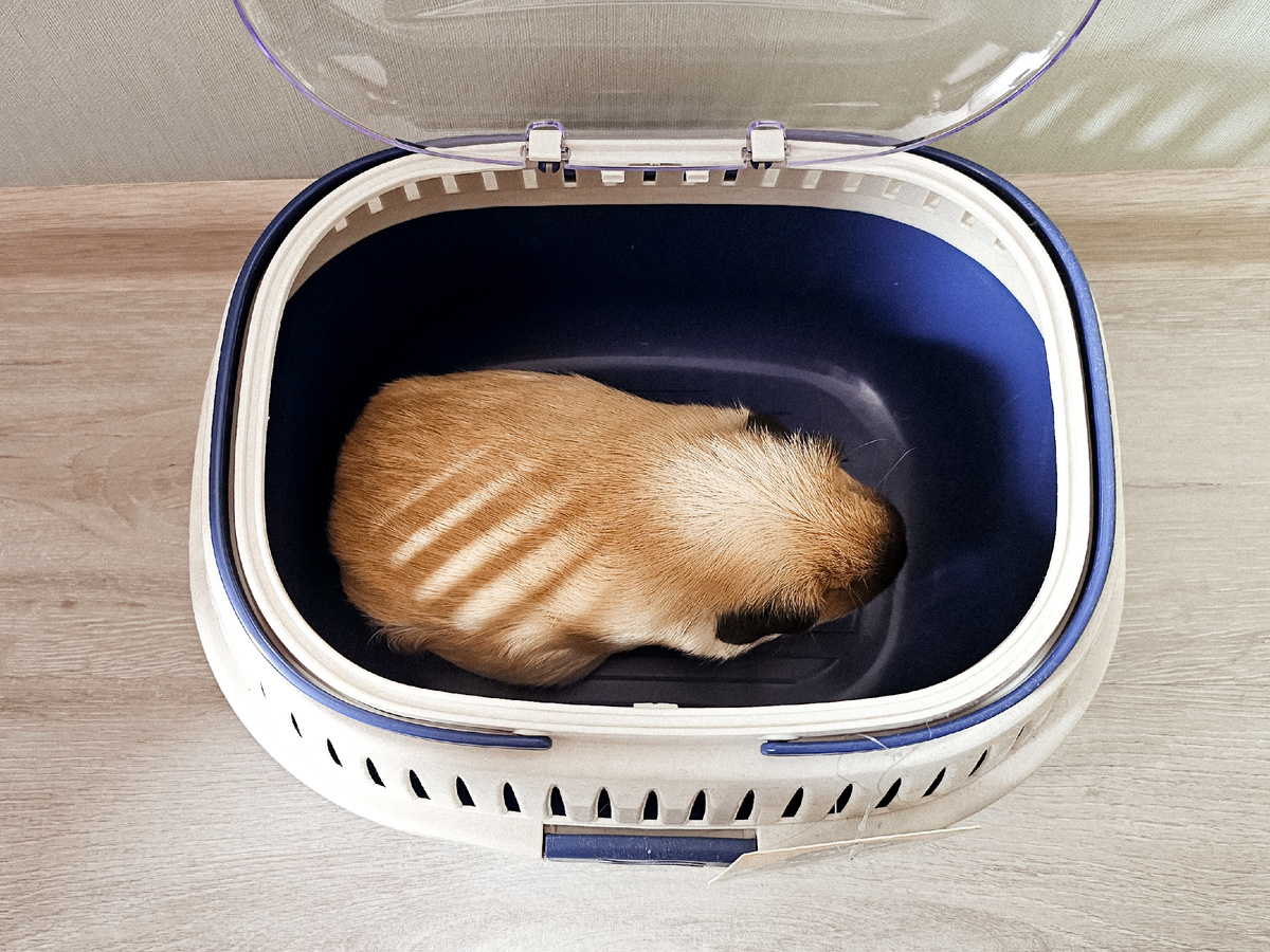 Артикул на Озоне 893507151