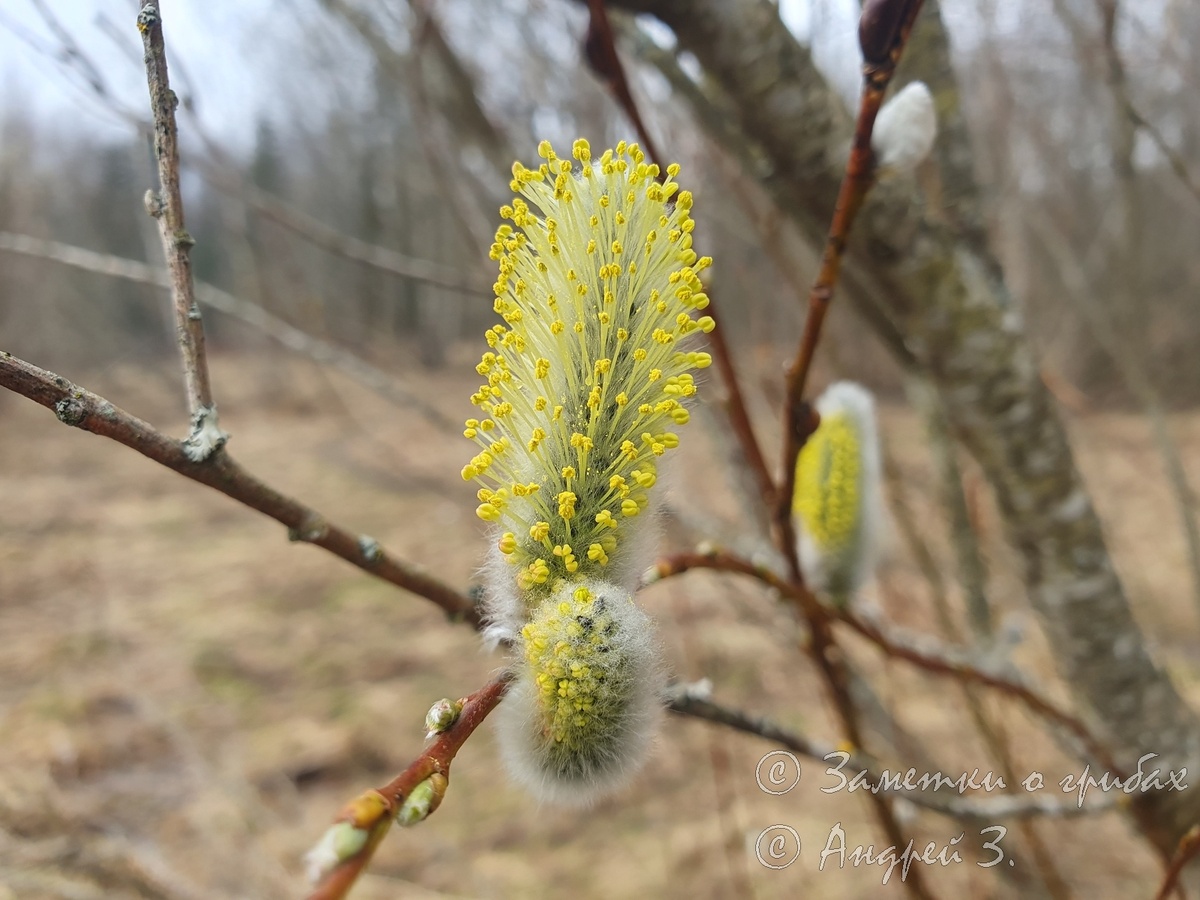Вербы перед вербным воскресеньем
