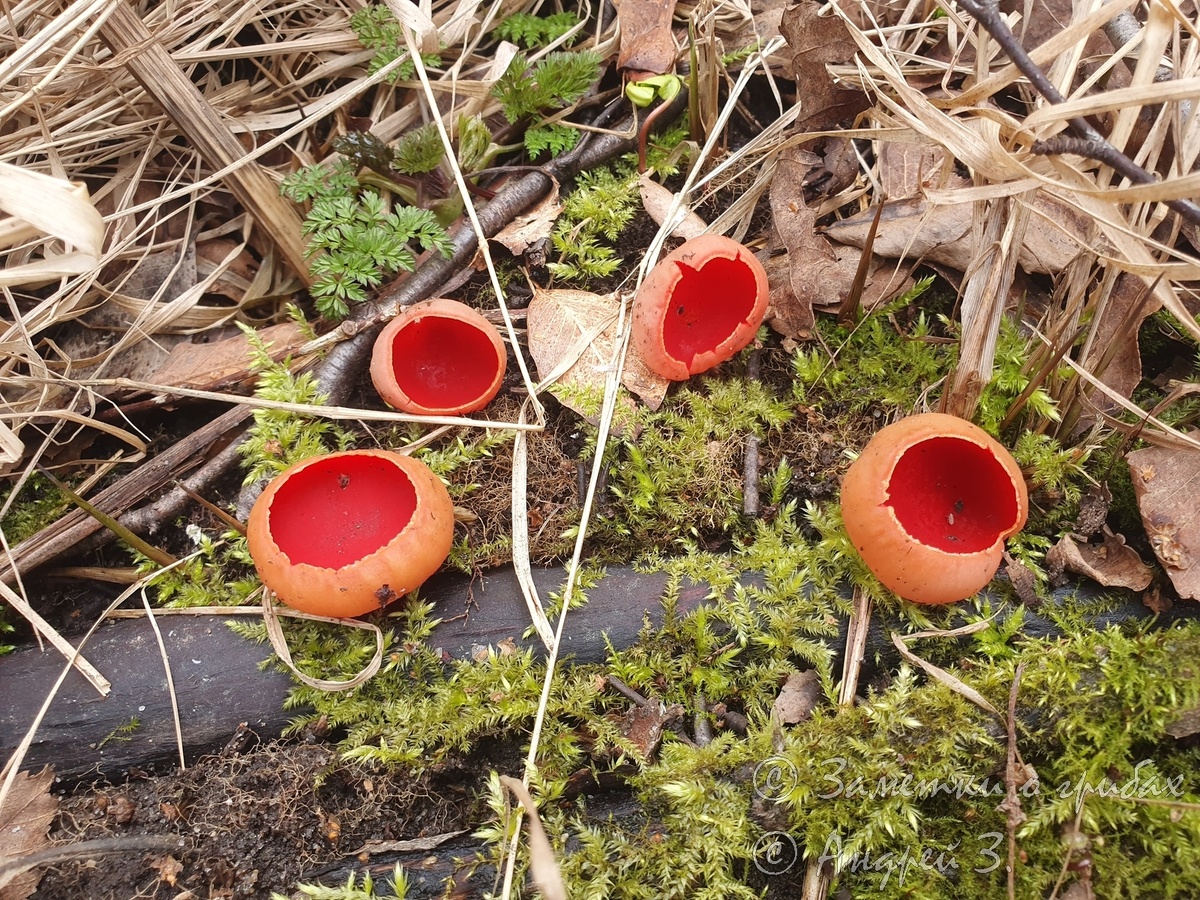 Саркосцифа австрийская (Sarcoscypha austriaca)