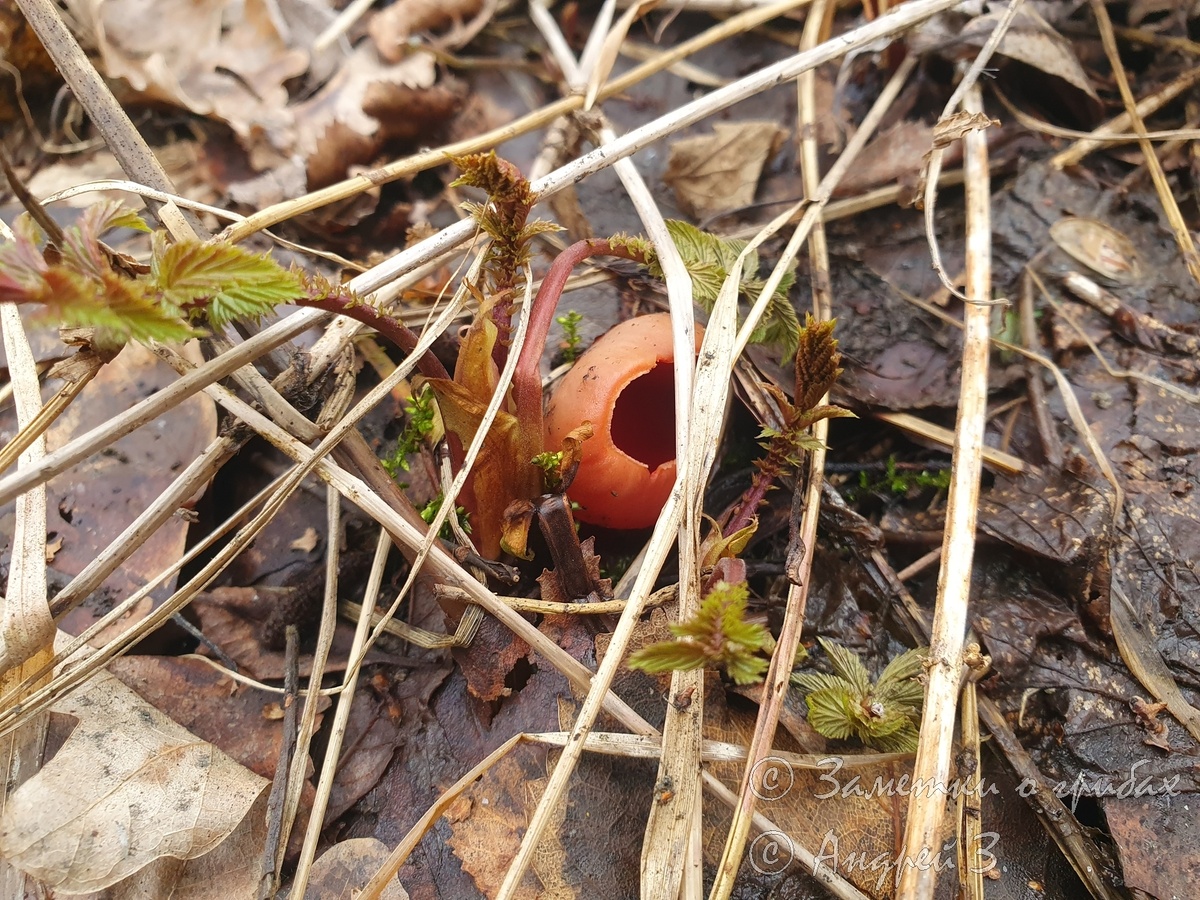 Саркосцифа австрийская (Sarcoscypha austriaca)