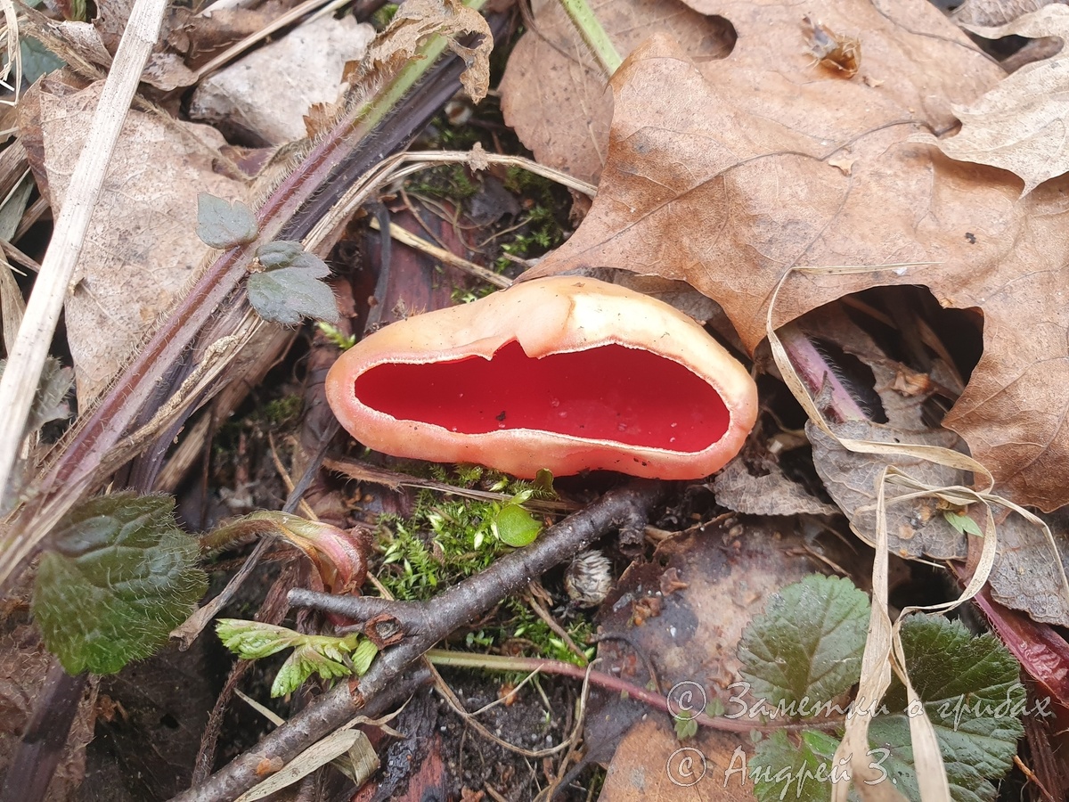 Саркосцифа австрийская (Sarcoscypha austriaca)