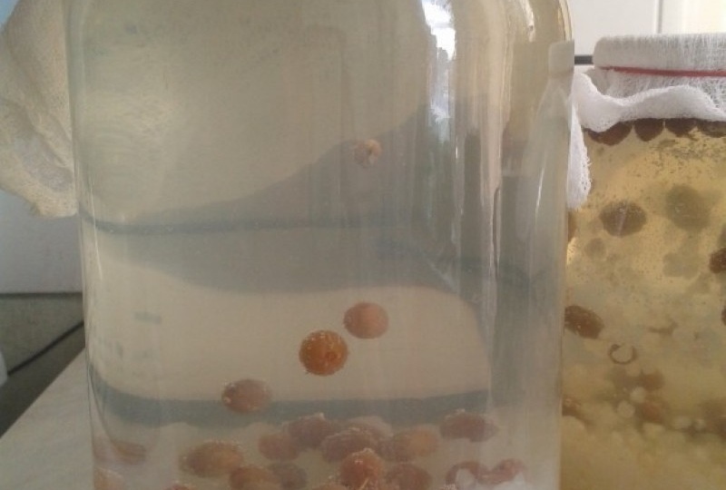 Индийский морской рис: польза и пошаговый рецепт напитка