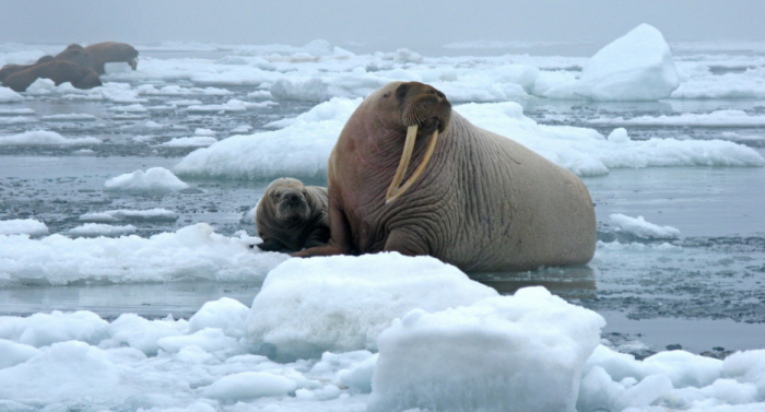 К сожалению, жизнь моржей на Чукотке полна опасностей / фото: pxhere.com