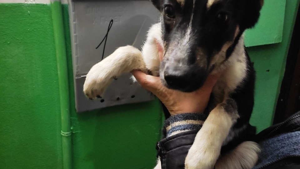 Спасенный щенок снова рискует оказаться на улице