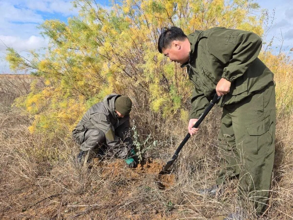 Команда заповедника «Черные земли» в Калмыкии высаживает на полупустынной территории новые растения //Фото: пресс-служба заповедника