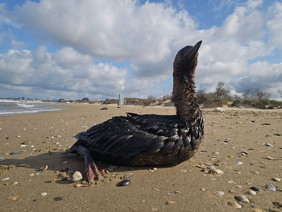 Фото: Юрий Озаровский / Телеграм-канал