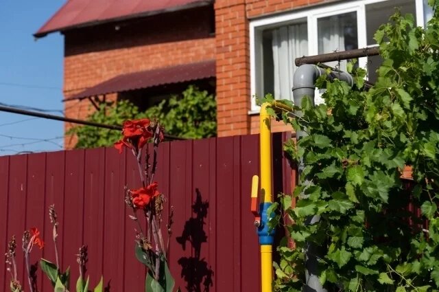    Какие растения нельзя выращивать на даче под Петербургом и в Ленобласти?