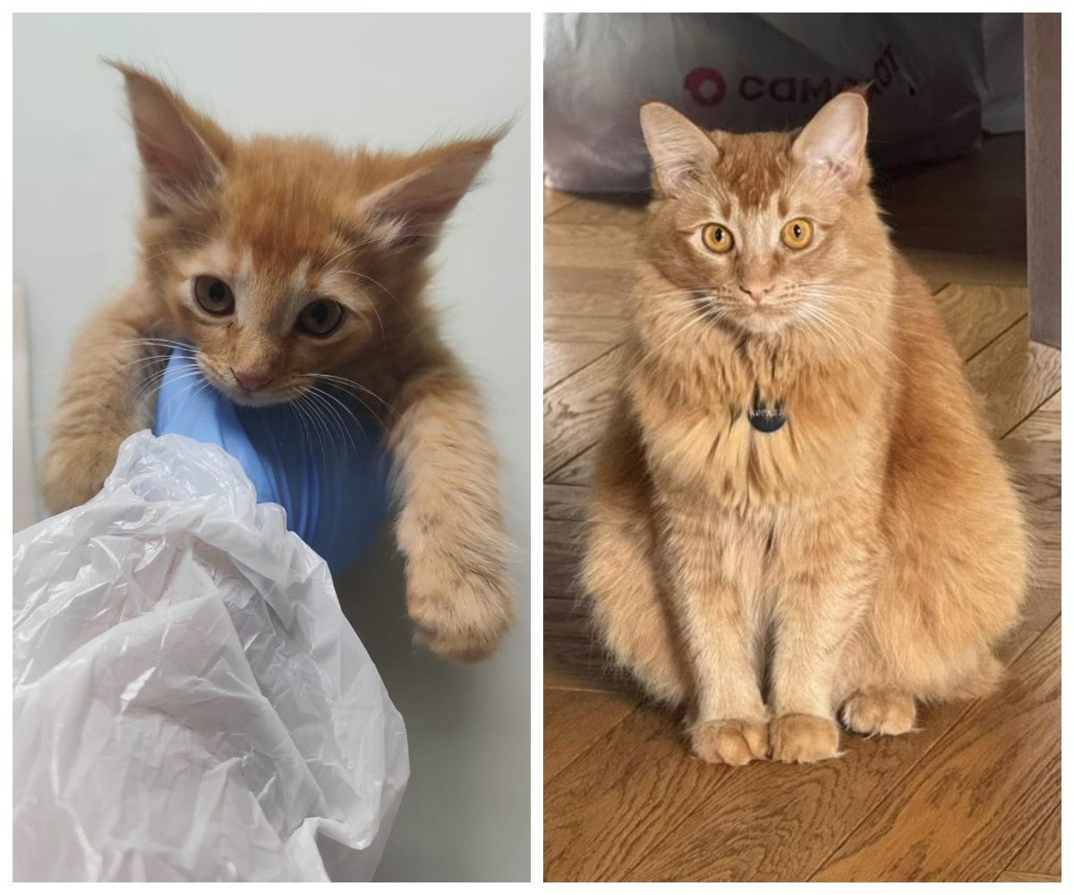 Коралл – выпускник приюта.