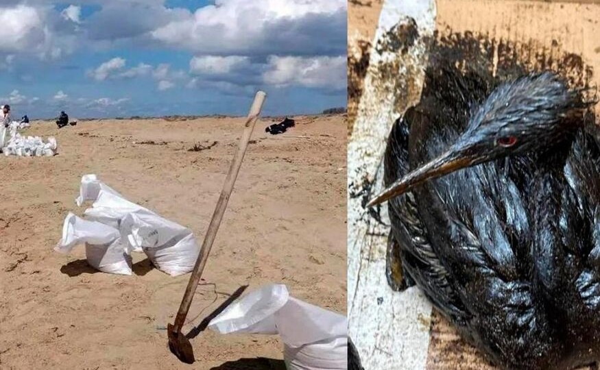 Мазут снова на пляжах Анапы? 800 птиц в мазуте, 350 тонн нефти в море