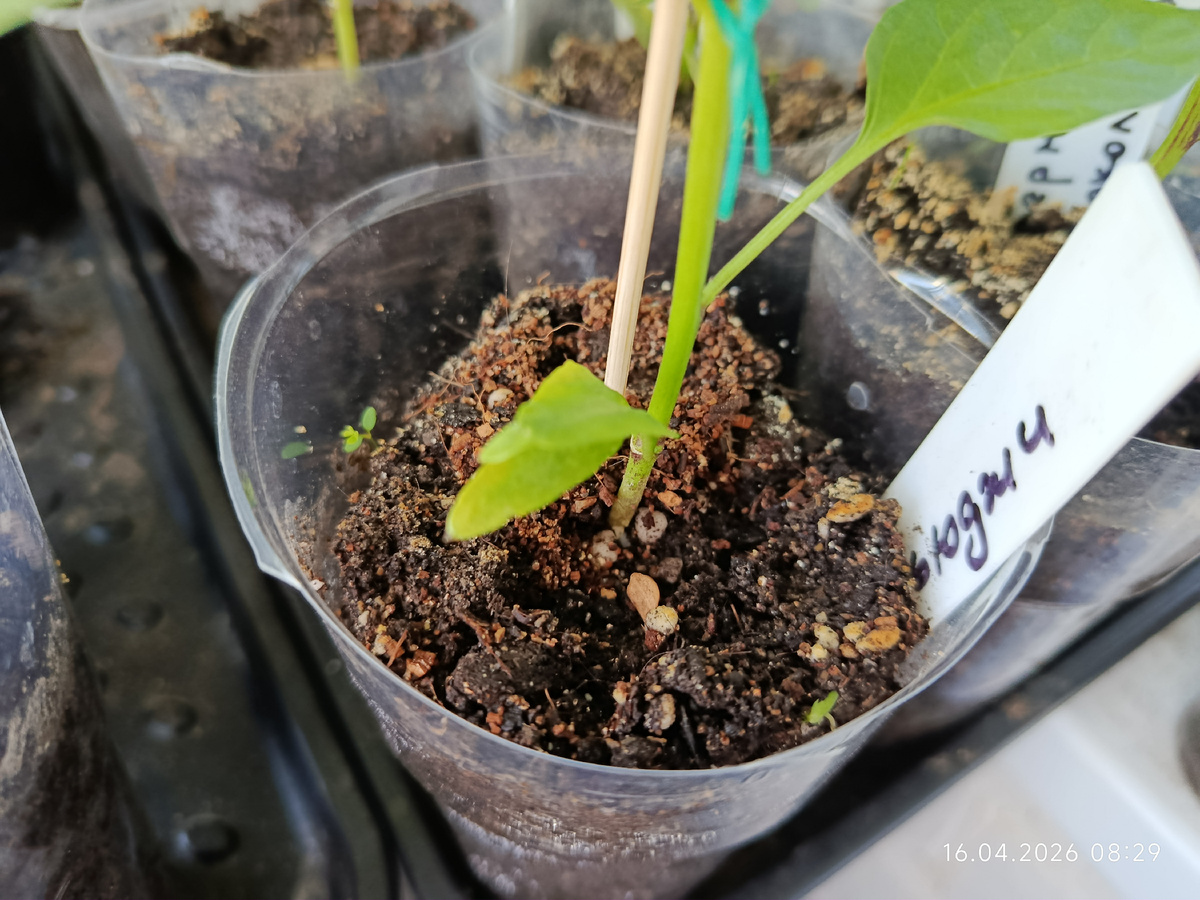 Две семядольки вместе