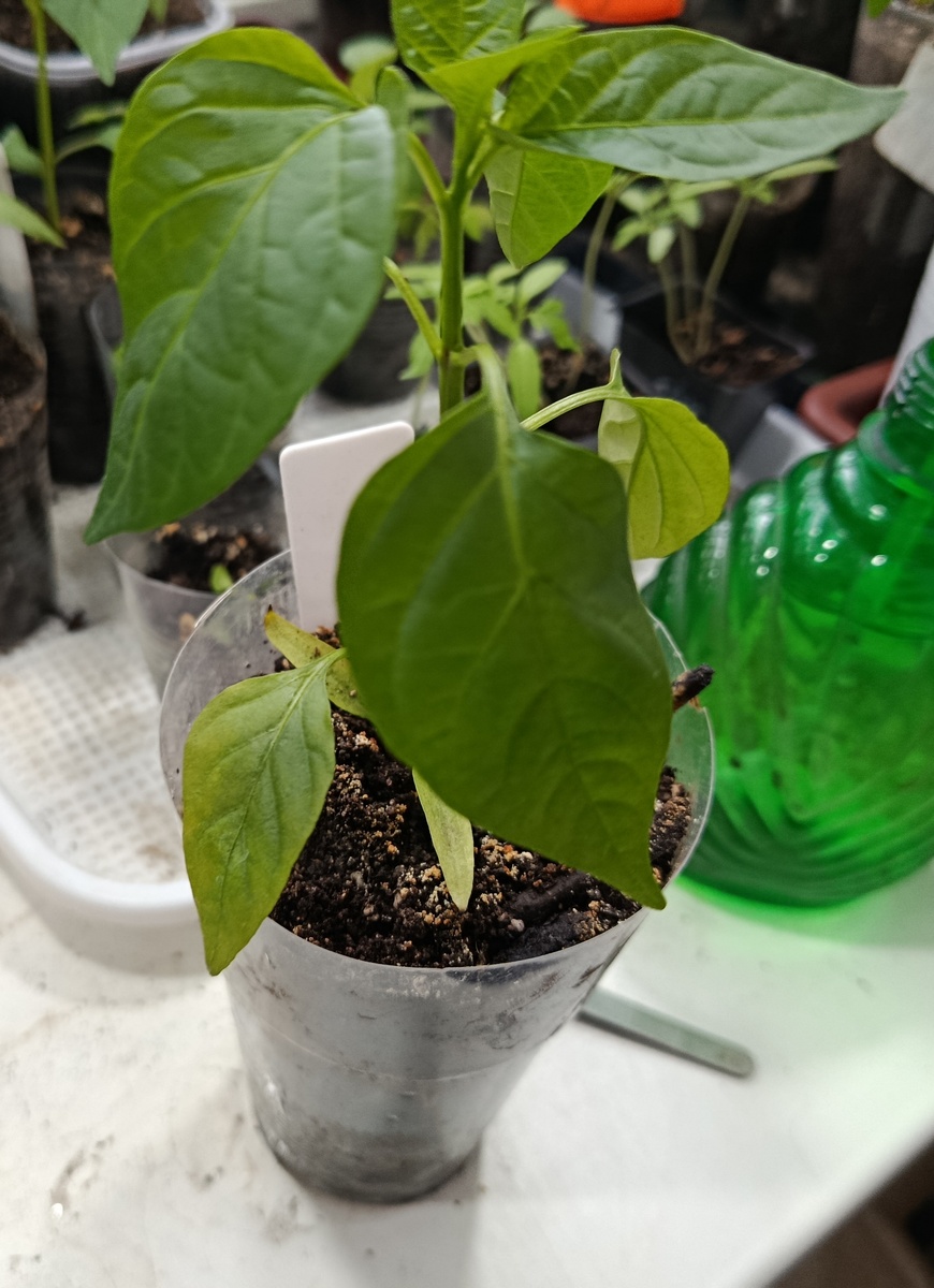 Перец Боярин. Видите, и семядольные жёлтые и начали желтеть настоящие