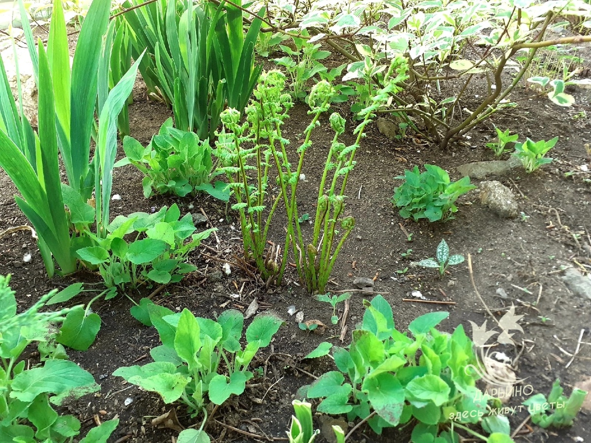Молодые побеги многолетников уязвимы к минусовым температурам