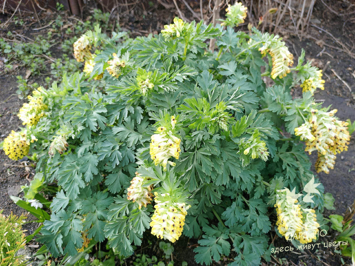 Хохлатка зацветает одной из первых