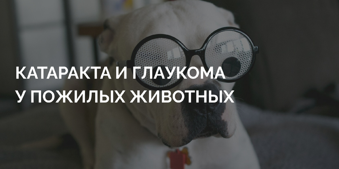 Моя собака стареет и слепнет. Это конец? Вся правда о катаракте и глаукоме, которую должен знать каждый владелец