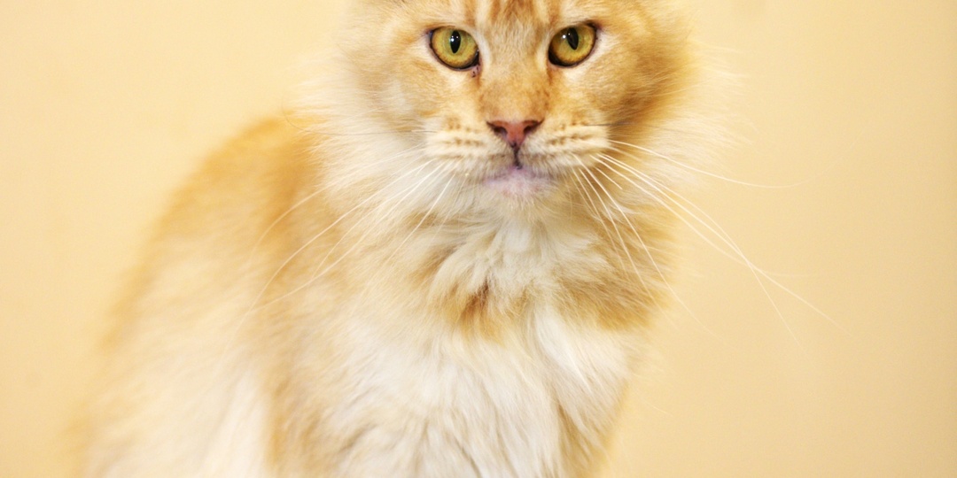 Мейн-куны ищут дом! Срочно!