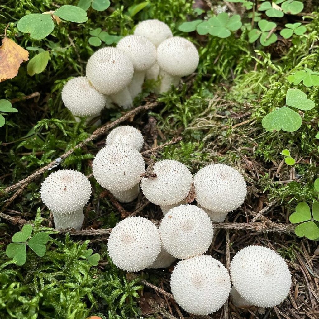 Дождевик шиповатый. Фото из открытых источников