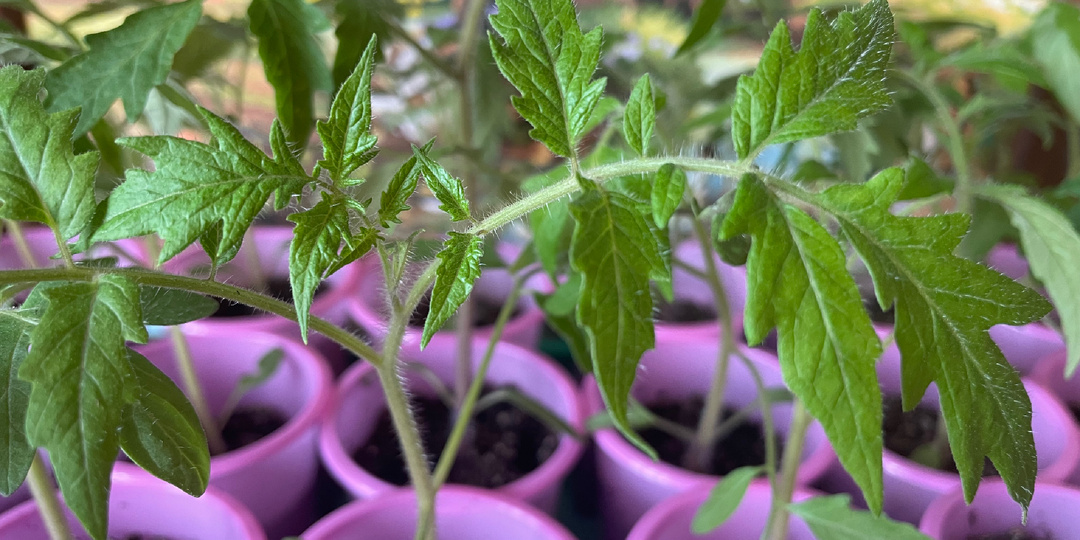 Рассада томатов 2026. Месяц после посева и месяц до высадки в грунт.