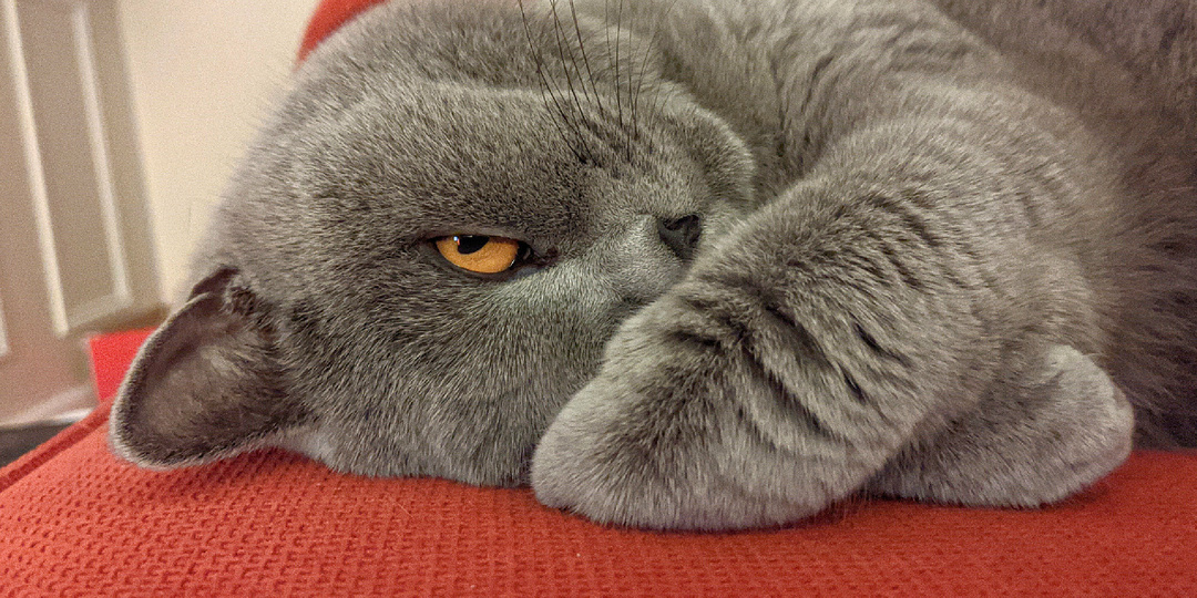 Учёные выяснили, почему некоторые коты и кошки привередливы в еде