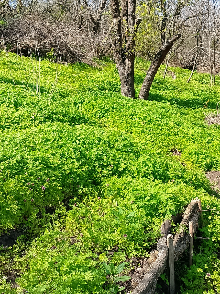 Везде не только трава, но и старые сломанные  деревья, которые я третий год выпиливаю 
