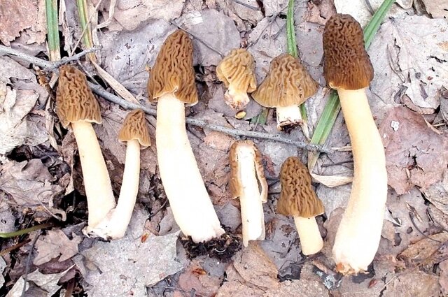    Сморчковая шапочка. Фото: Из личного архивa/ Из личного архива Александра Иванова