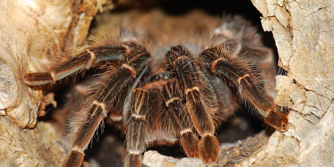 Норы птицеедов. Необходимость или дополнительные сложности?