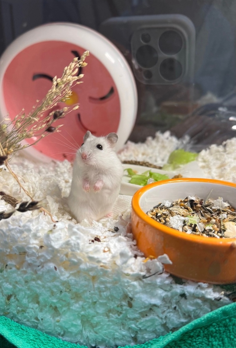 Пушистый хома в нашем целлюлозном наполнителе.