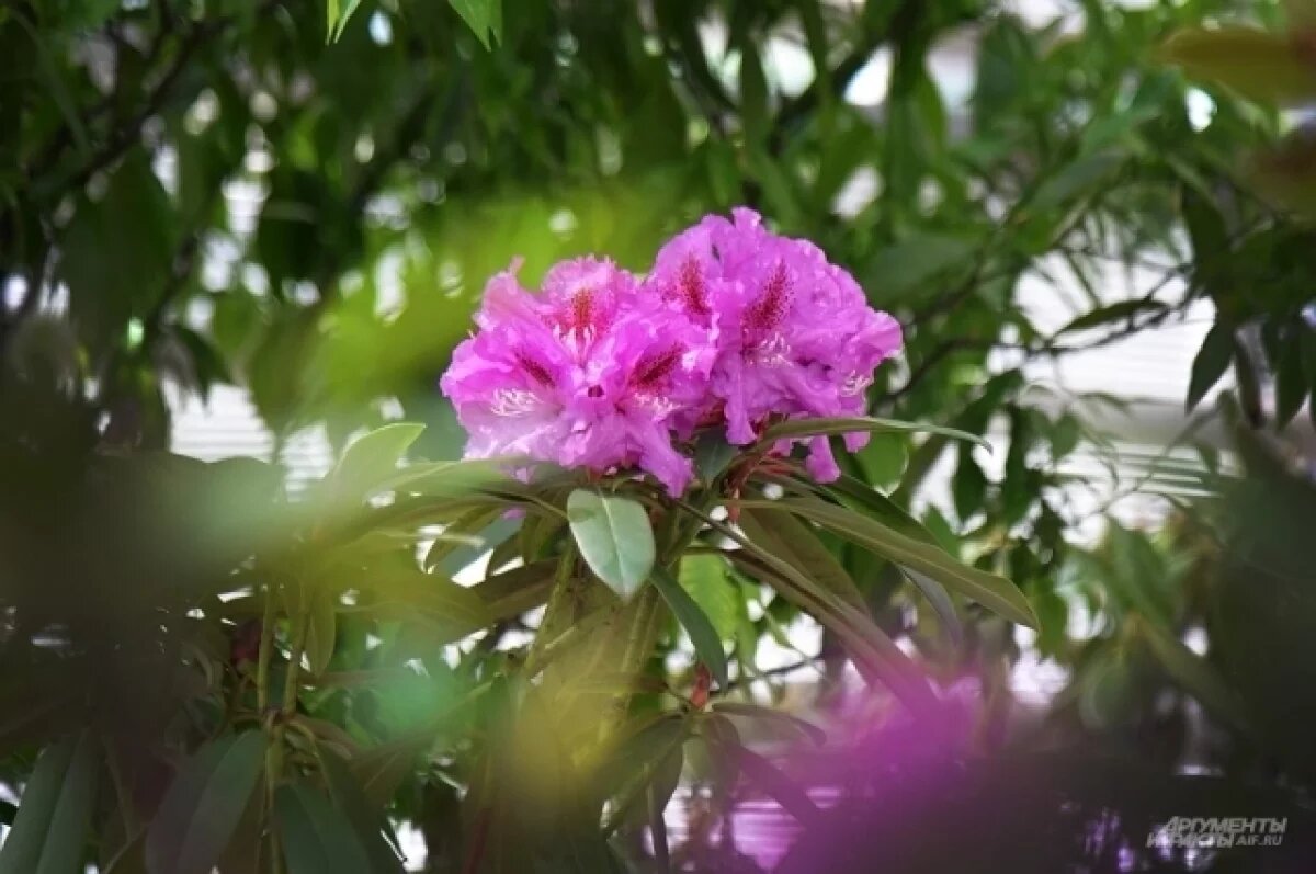    Фестиваль рододендрона пройдёт во Владивостоке 25 апреля