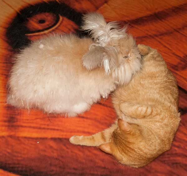 Чубайс и Ричард