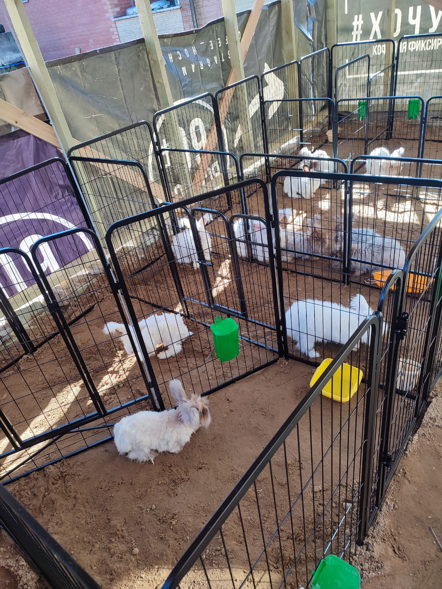 проглка в загоне