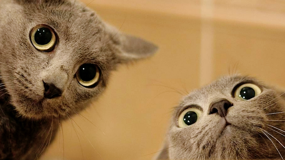 – Ты опять, что ли нас фотографируешь?!    – Мы же против - ты помнишь?