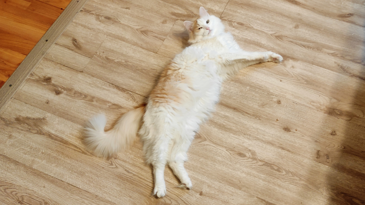 Да, я хорош! И без твоих фоточек!