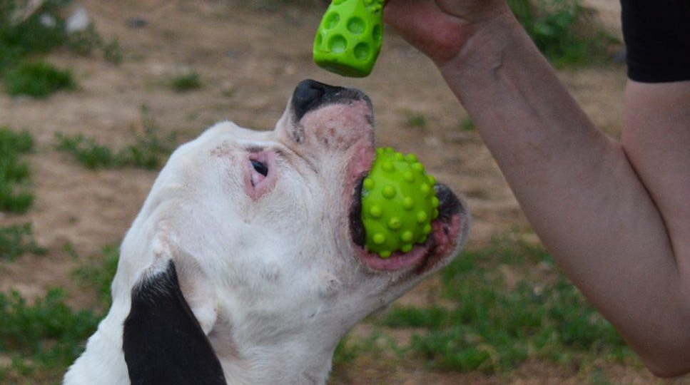 ❗ВНИМАНИЕ! Нужен дом